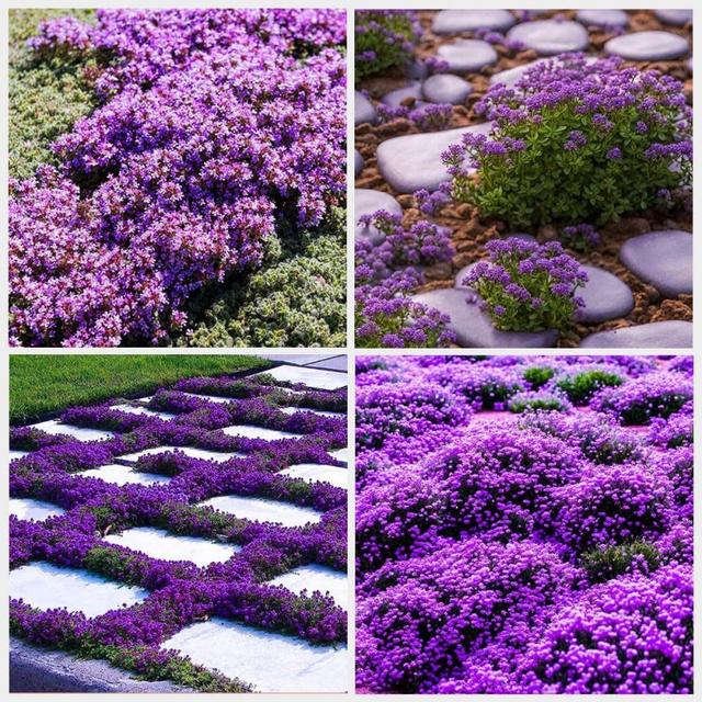 TEMU 10000pcs Purple For Planting Perennial Ground Cover Plants Flowers Non-gmo Serpyllum Seed