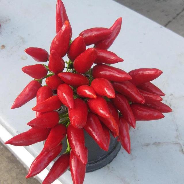 TEMU 30 Fresh"date-shaped" Chili Pepper Seeds
