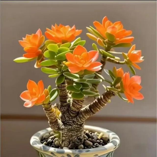 TEMU Mélange de variétés de cactus - Graines de succulentes pour la plantation - Graines d'ancêtres avec des variétés uniques 218+