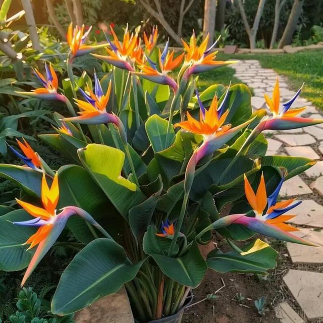 TEMU 50 graines d'oiseau de Strelitzia Reginae, fleur , plante d'intérieur et d'extérieur, patio vibrant, jardin, floraison facile, graines de fleurs d'extérieur