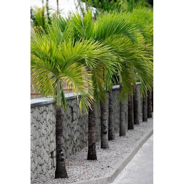 TEMU 15 Cuban Royal Palm Roystonea Palm Seeds