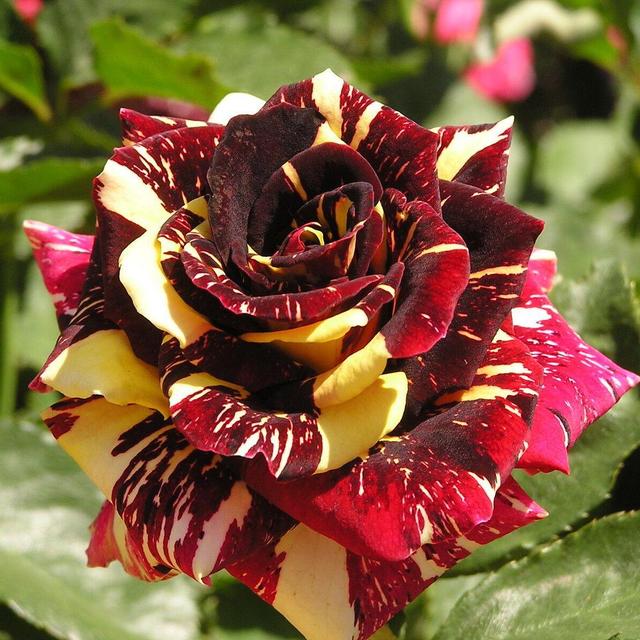 TEMU 50 Semi ROSA " " semi Freschi