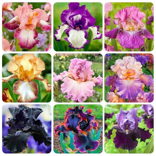 TEMU 200+ Mixed Color Rare Seeds For Planting - Stunning Colors For