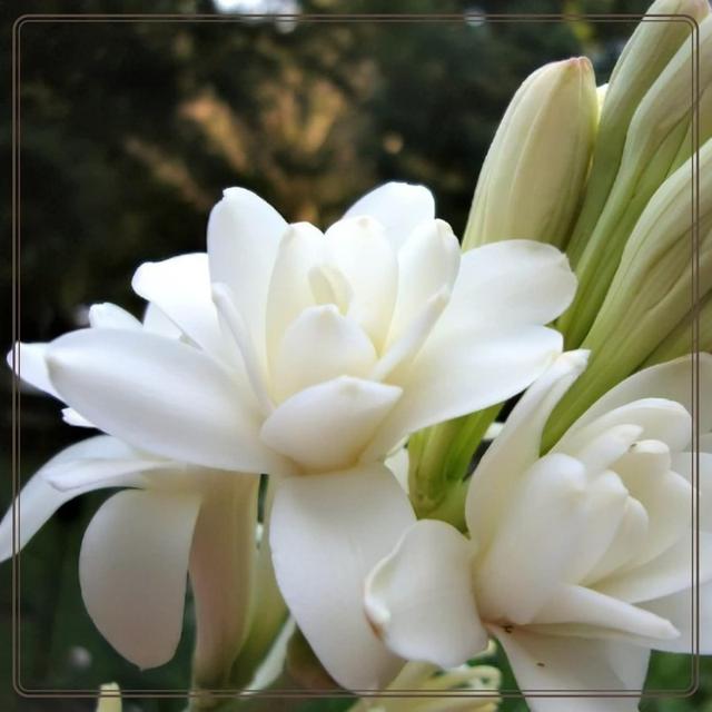 TEMU 121 piezas de cuentas dobles blancas fragantes, semillas de flores fragantes nocturnas, adecuadas para plantar en interiores y exteriores