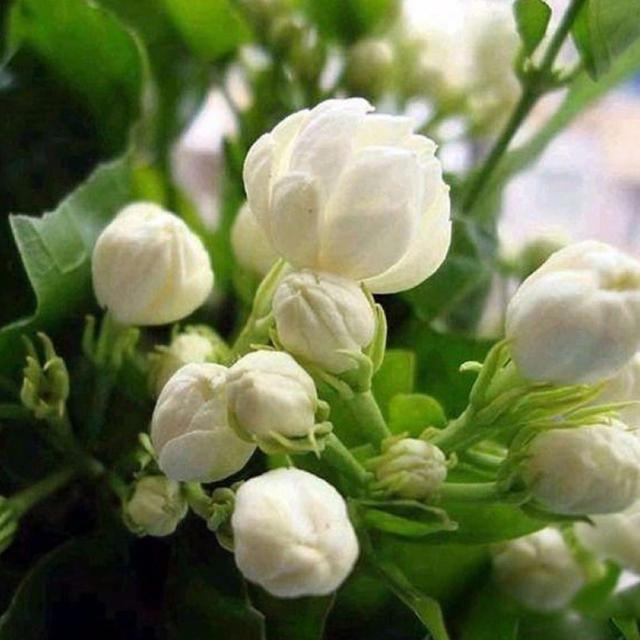 TEMU BIG GARDEN 50 semillas de