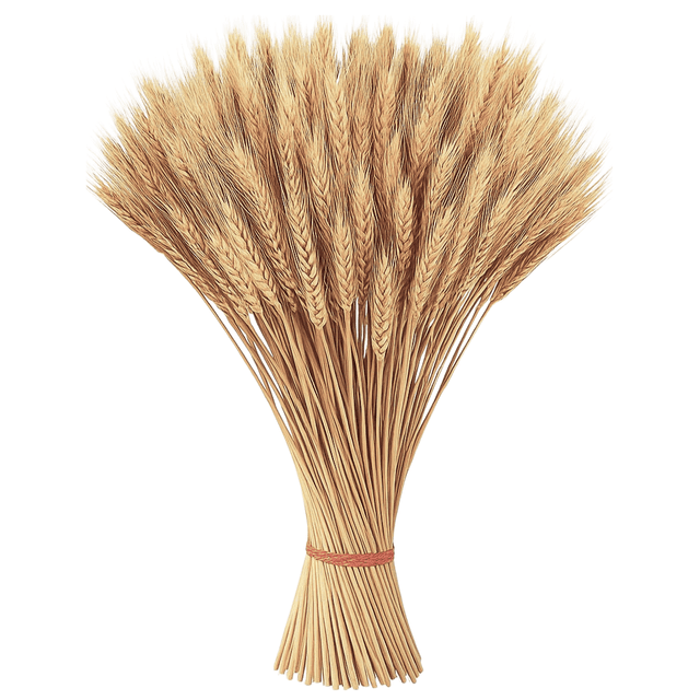 TEMU 150 de Secas, Decoración para el Hogar con Preservada, Arreglos para Bautizos, Graduaciones y Fiestas.