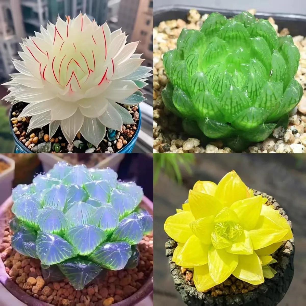 TEMU De la a : ¡Kits de cultivo fácil para principiantes y 102 piezas de semillas de suculentas.