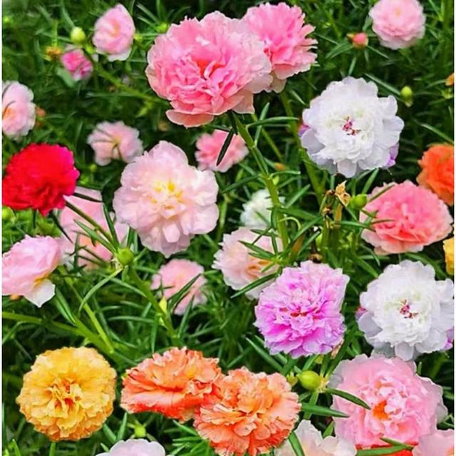 TEMU 265 semillas de de doble pétalo de , semillas de flores individuales, aptas para uso en interiores y exteriores, plantas de flores, semillas de flores, estacional, floración, fáciles de