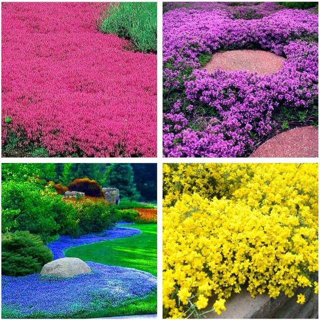 TEMU de Semillas de Rastrero, de Suelo, Semillas de Plantas, Flores Antiguas, de Germinación