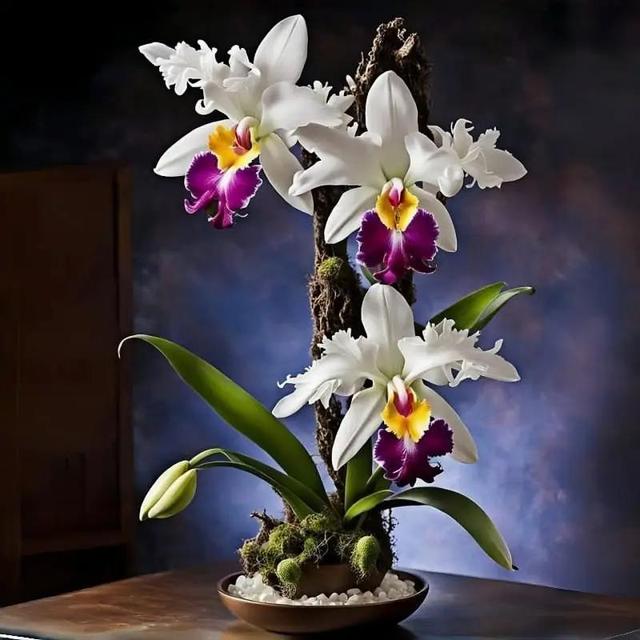 TEMU 55 unidades de Phalaenopsis, una planta floral duradera, resistente a la , perenne para decoración en macetas interiores y exteriores con luz completa