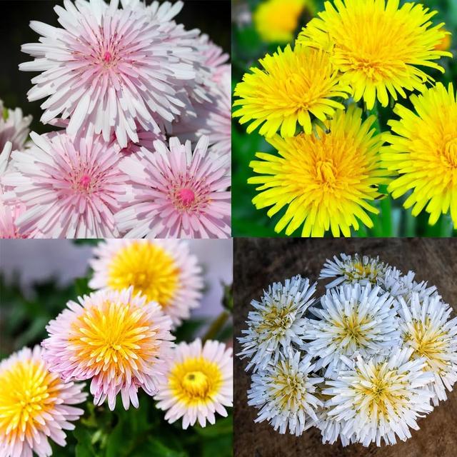 TEMU 1000 Semillas de Multi-Año para en el Medio , Officinale, Flor de Jardín, No GMO