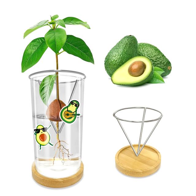 TEMU Kit de Sementes de - Vaso de Vidro Transparente & Metal com Base e Adesivo, Perfeito para o Crescimento de Árvores de em Ambientes Fechados, Presente Ideal para Entusiastas de Jardinagem