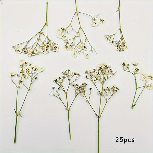 TEMU 25pcs Natural Baby's Breath Dried Flower Specimens, Flat Pressed Floral Craft Supplies For Diy Projects, Epoxy Resin Fillers, Jewelry Making, Home Decor, Uncharged
