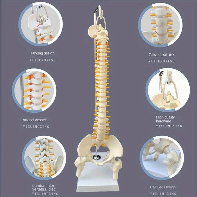 TEMU 1ps Human Spine 45cm Spine Model Human Skeleton Model Suspended Soft Spine Movable Bending Medicine