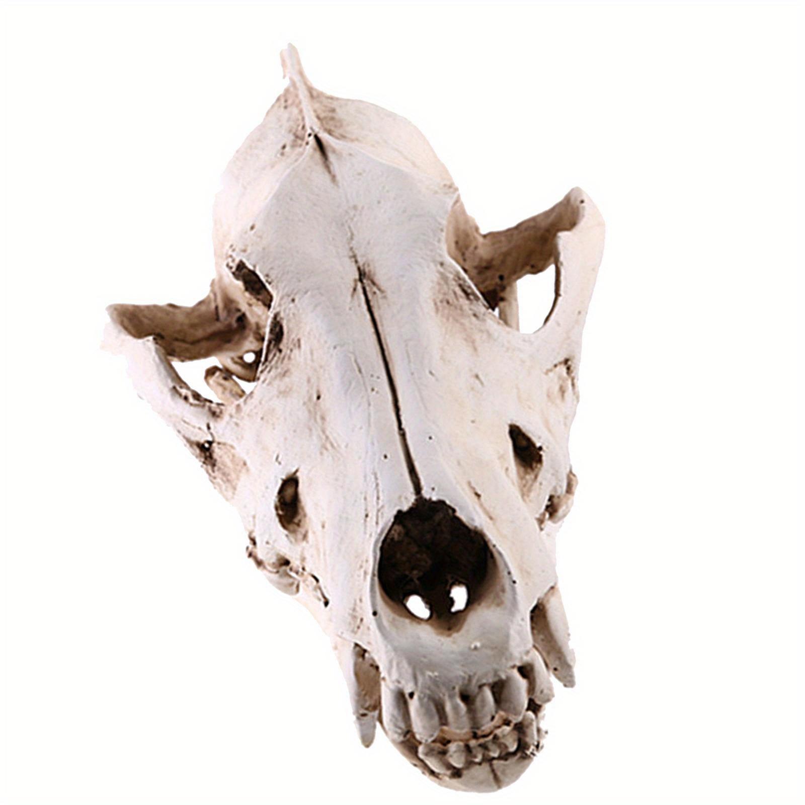 TEMU Fake Realistic Resin Replica Teaching Head Skeleton Model Aquarium 6