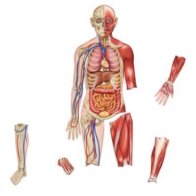 Learning Resources® Double-sided Magnetic Human Body | 3 ft | Michaels®