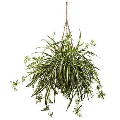 20" Spider Plant Hanging Basket By Nearly Natural in Green | Michaels®