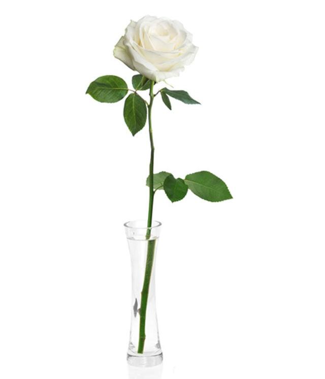 Elegant Single White Rose Sympathy Gift in Bud Vase