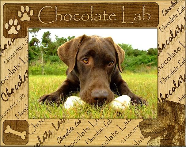 Giftworks Plus DBA0054 Chocolate Lab- Alder Wood Frame- 8 x 10 In