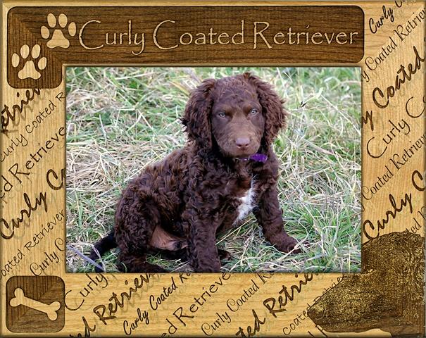 Giftworks Plus DBA0063 Curly Coated Retriever- Alder Wood Frame- 4 x 6 In