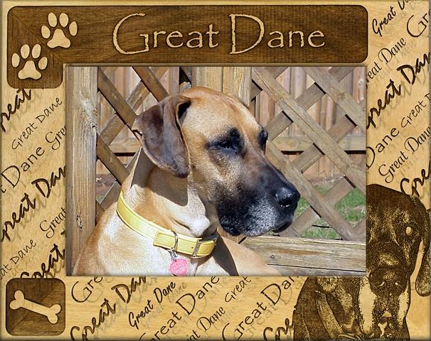 Giftworks Plus DBA0089 Great Dane - Not Cropped- Alder Wood Frame- 4 x 6 In